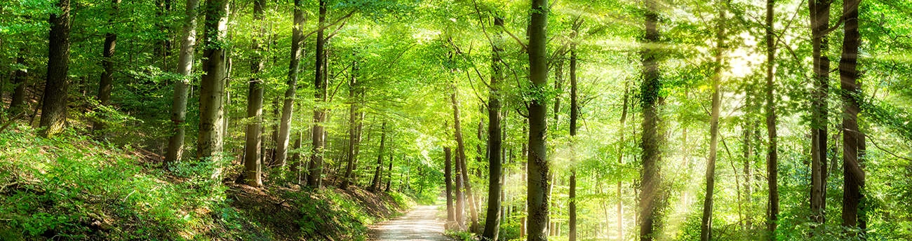 bildleiste-klimaschutz-wald
